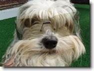 Chinese Crested Dog