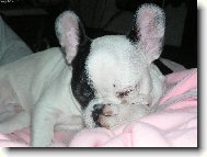 Bouledogue francais, French Bulldog