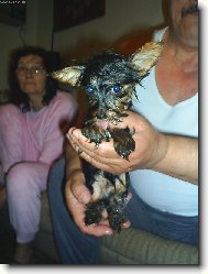 Jorkšírský terier, Yorkshire Terrier,