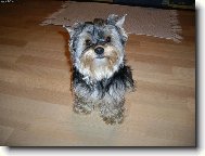 Jorkšírský terier, Yorkshire Terrier,