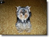 Jorkšírský terier, Yorkshire Terrier,