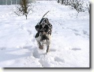 Deutsche Dogge