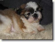 icu, Shih-Tzu