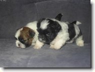 icu, Shih-Tzu