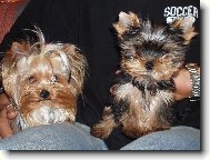 Jorkšírský terier, Yorkshire Terrier,