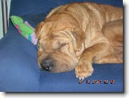 Shar-Pei