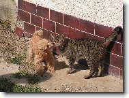 Poodle, Caniche
