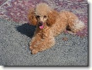 Poodle, Caniche