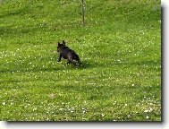 Bouledogue francais, French Bulldog