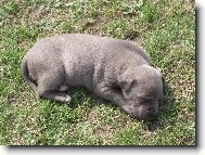 American Staffordshire Terrier