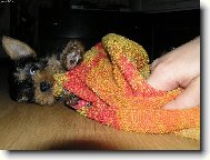 Jorkšírský terier, Yorkshire Terrier,