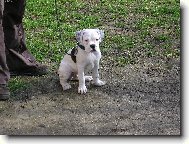 Deutscher Boxer