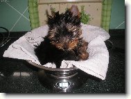 Jorkšírský terier, Yorkshire Terrier,
