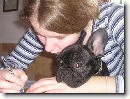 Bouledogue francais, French Bulldog