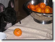 Bouledogue francais, French Bulldog