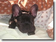 Bouledogue francais, French Bulldog