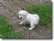 Bichon á poil frisé, Bichon Frise