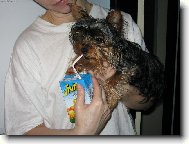 Jorkšírský terier, Yorkshire Terrier,