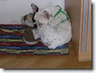 Bouledogue francais, French Bulldog