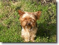 Jorkšírský terier, Yorkshire Terrier,