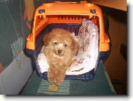 Poodle, Caniche