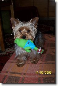 Jorkšírský terier, Yorkshire Terrier,