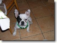 Bouledogue francais, French Bulldog