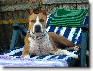 American Staffordshire Terrier