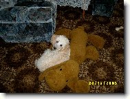 Poodle, Caniche