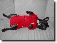 Bouledogue francais, French Bulldog