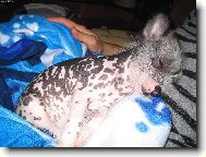 Chinese Crested Dog