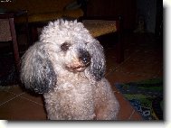 Poodle, Caniche