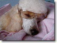 Poodle, Caniche