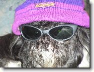 icu, Shih-Tzu