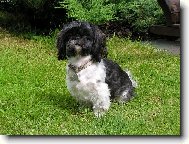 icu, Shih-Tzu