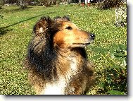 Shetland Sheepdog