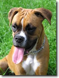 Deutscher Boxer