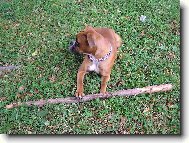 Deutscher Boxer
