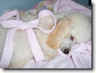 Poodle, Caniche