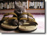 Blue-point cat