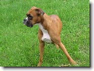 Deutscher Boxer