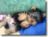 Jorkšírský terier, Yorkshire Terrier,