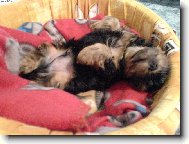 Jorkšírský terier, Yorkshire Terrier,