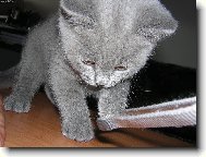 Blue-point cat