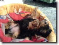 Jorkšírský terier, Yorkshire Terrier,