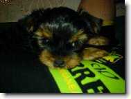 Jorkšírský terier, Yorkshire Terrier,
