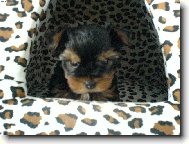 Jorkšírský terier, Yorkshire Terrier,