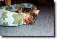 Jorkšírský terier, Yorkshire Terrier,