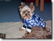 Jorkšírský terier, Yorkshire Terrier,