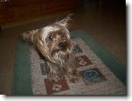 Jorkšírský terier, Yorkshire Terrier,